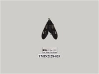 藏品(透翅碩斑蛾)的圖片